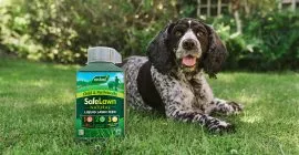 How to feed your lawn with SafeLawn Liquid