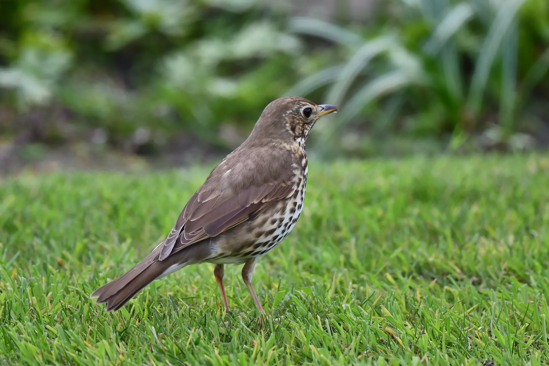 song thrush