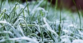 winter lawn care