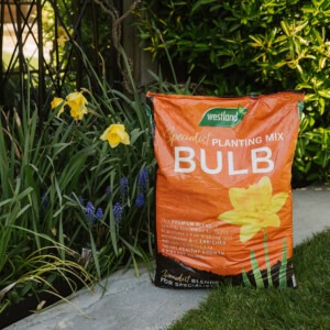 bulb planting compost next to border