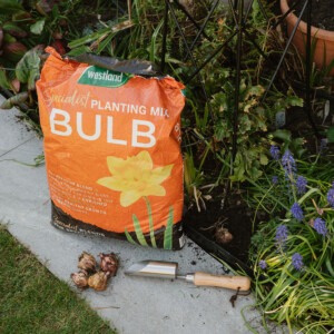 bulb planting compost next to border