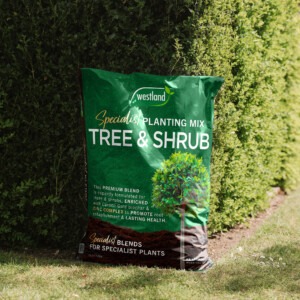 westland tree and shrub specialist planting mix 46l next to hedge shrub