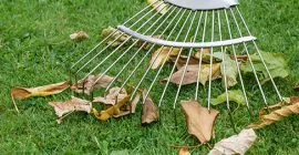 Raking your lawn