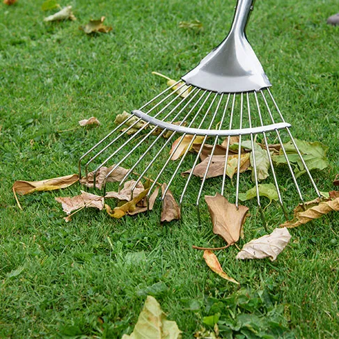 raking lawn leaves