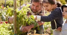 How to start an allotment