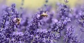 Help stop the pollinator decline
