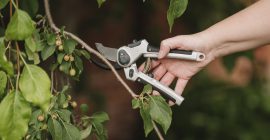 How pruning trees and foliage can help your lawn