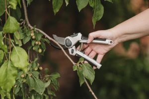 secateurs