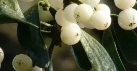 mistletoe featured image