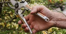 How pruning trees and foliage can help your lawn