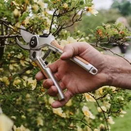 pruning trees around lawn
