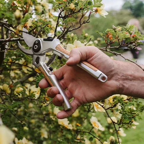 pruning trees around lawn