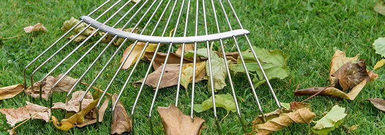 raking lawn leaves