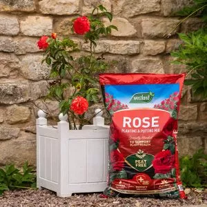 rose planting and potting mix