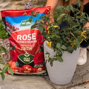 rose planting and potting mix