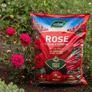 rose planting and potting mix