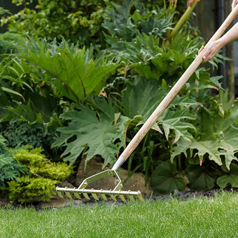 scarifying lawn