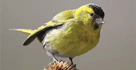 siskin