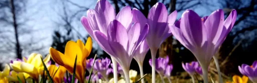 Essential Gardening for February