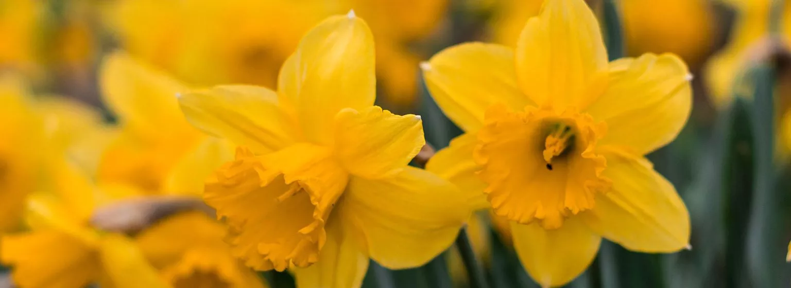 Essential Gardening for March