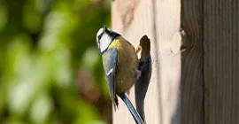 nest box featured image