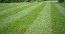 safelawn lawn feed