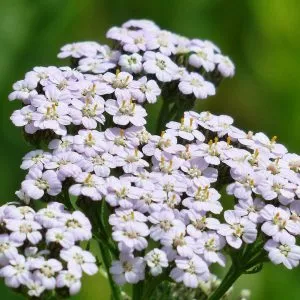 Yarrow lawn meadow