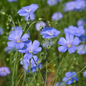 lawn meadow perennial flax