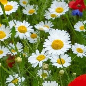 Shasta Daisy lawn meadow