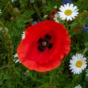 lawn meadow red poppy