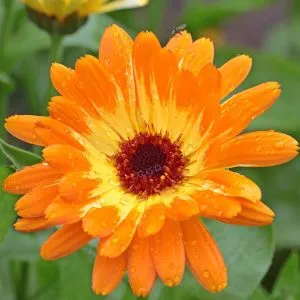 lawn meadow pot marigold