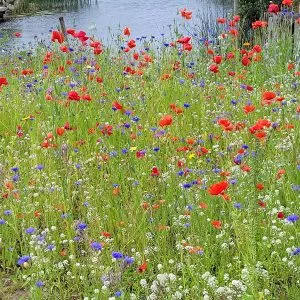 how to create a lawn meadow