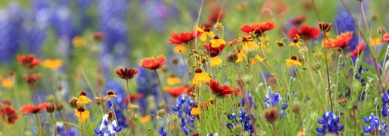 wildflower meadow