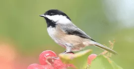 black cap featured image