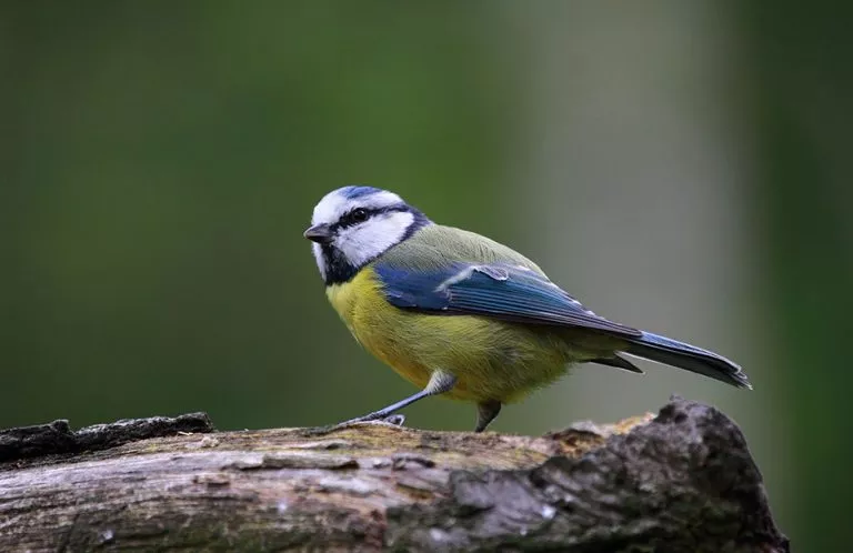 april garden birds