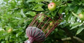 telescopic fruit picker harvest apples