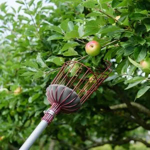 telescopic fruit picker harvest apples