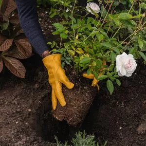 soil improver how to use