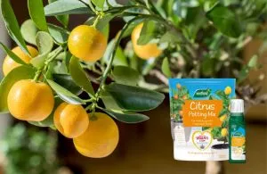 how to grow citrus trees orange tree care