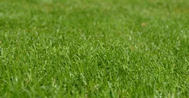 lawn fertiliser article