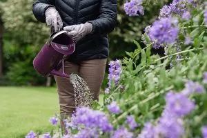 someone watering plants with watering can