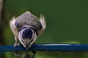 bird bath