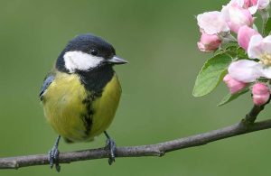 june garden birds