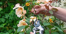 deadheading flowers with eversharp secateurs