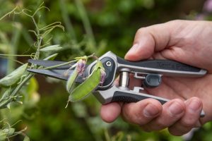 deadheading sweet peas with eversharp snips