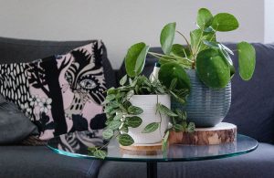 repotting indoor plants