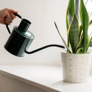 kent & stowe indoor watering can 1litre forest green in use