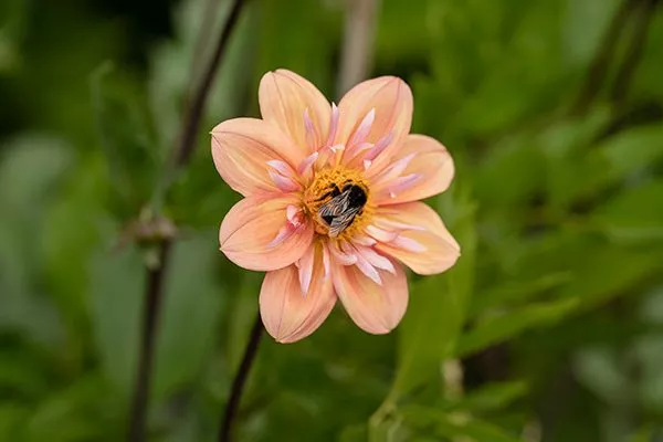 organic gardening bee on dahlia