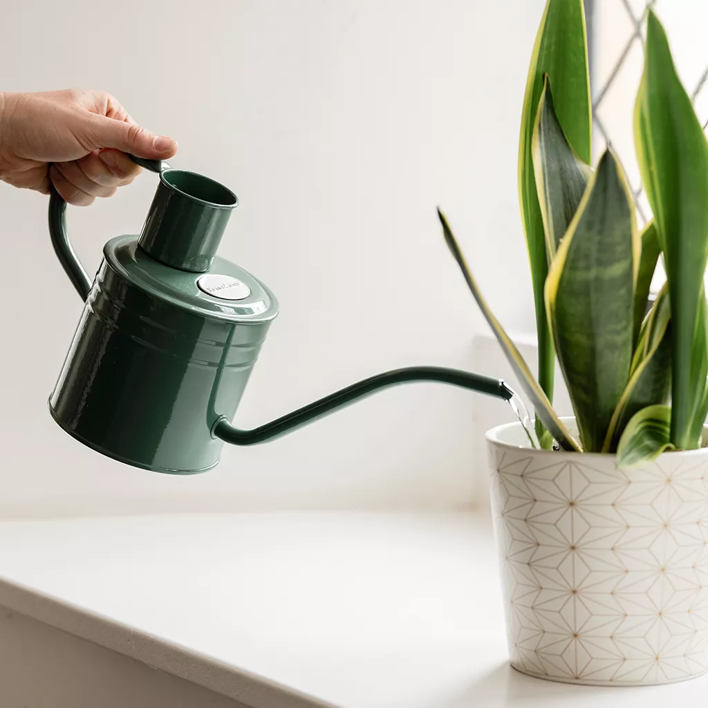 Indoor Watering Can Sage GreenIndoor Watering Can Sage GreenIndoor Watering Can Sage GreenIndoor Watering Can Sage GreenIndoor Watering Can Sage GreenIndoor Watering Can Sage GreenIndoor Watering Can Sage GreenIndoor Watering Can Sage Green