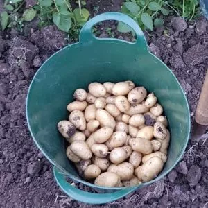 harvest potatoes